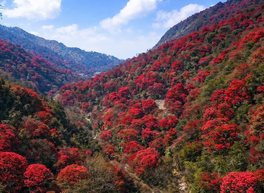 Trek from Ulleri Village to Ghorepani 2,874 m – 6/7 hrs.