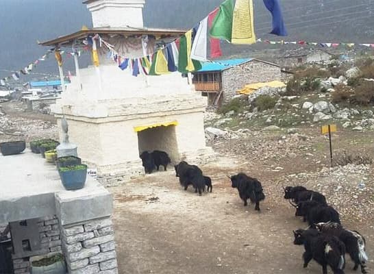 The Complete Updated Manaslu Region Treks in 2024