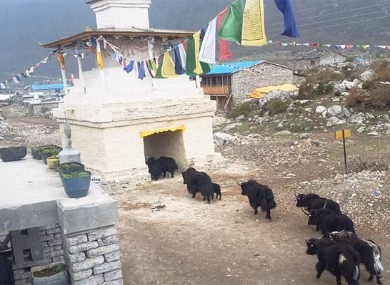 The Complete Updated Manaslu Region Treks in 2024