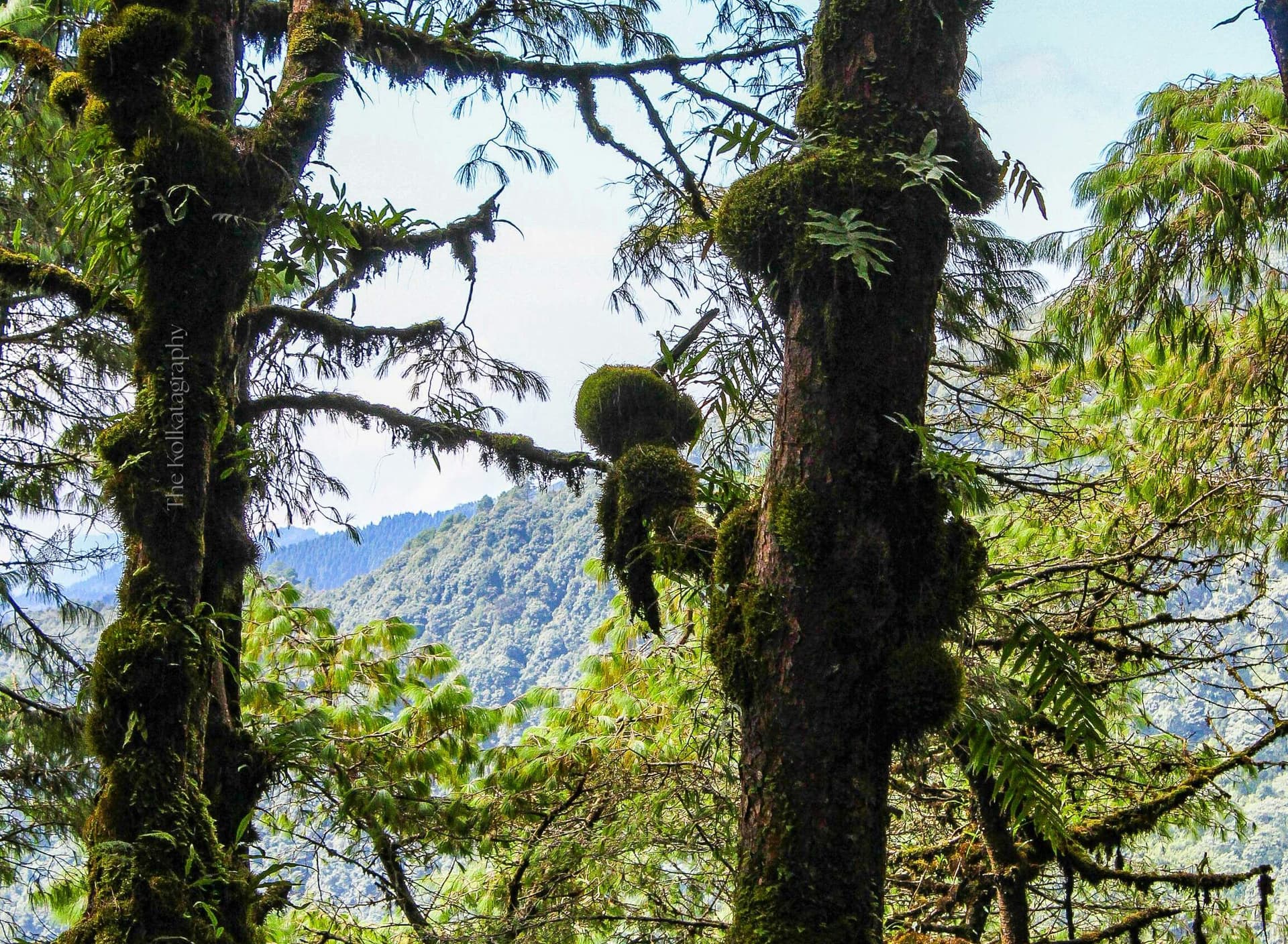 Kanchenjunga Circuit Trek