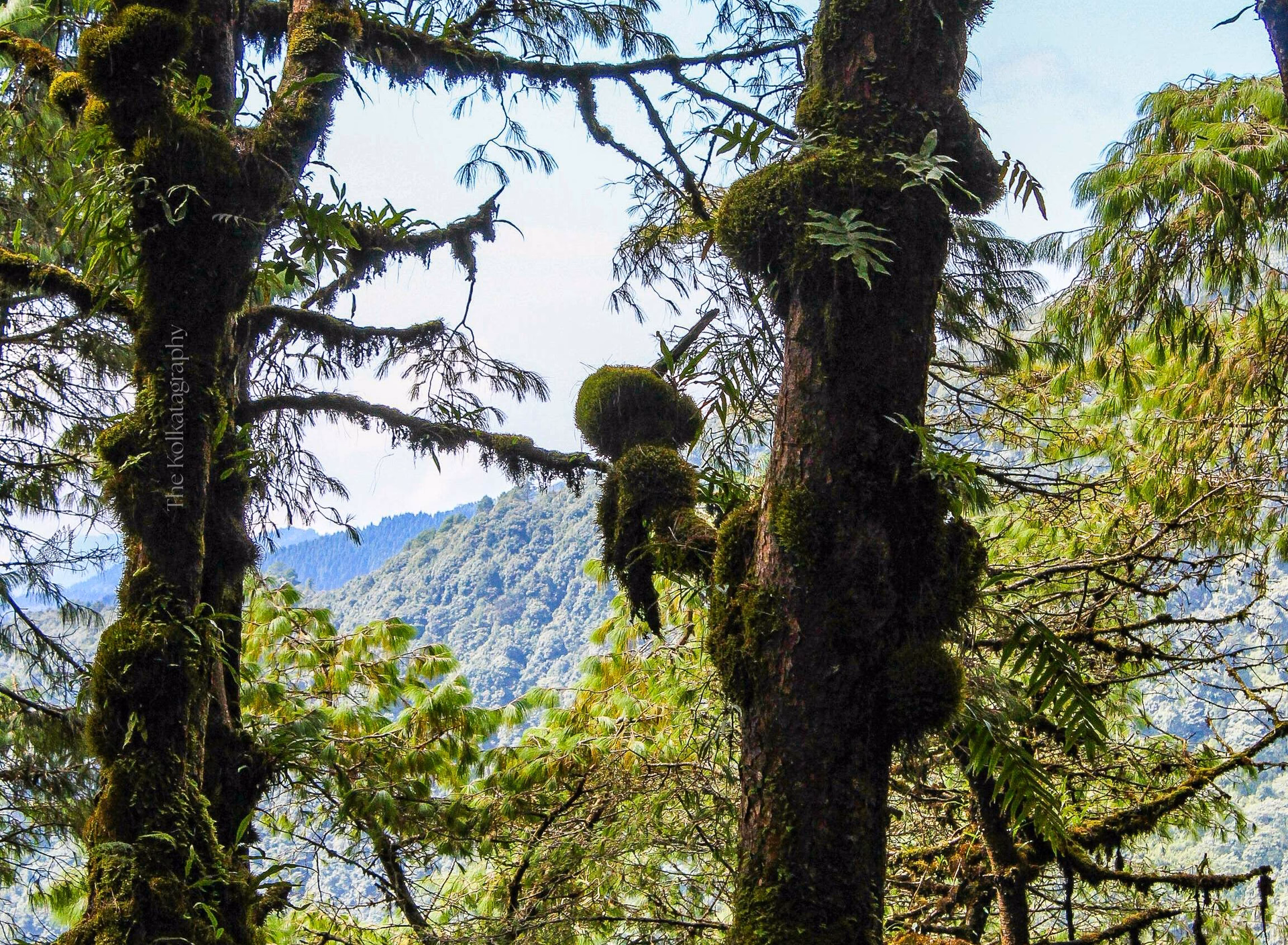 Kanchenjunga Circuit Trek
